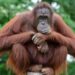 Dua Orang Utan yang Kondisinya Kurus Kering Diduga Terusir dari Habitat