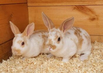 Kelinci Mini Rex Terpilih Sebagai Hewan Peliharaan Paling Elegan Tahun Ini