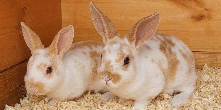 Kelinci Mini Rex Terpilih Sebagai Hewan Peliharaan Paling Elegan Tahun Ini