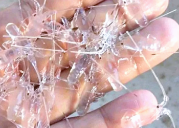 Polri Gagalkan Penyelundupan 350 Ribu Benih Lobster ke Singapura