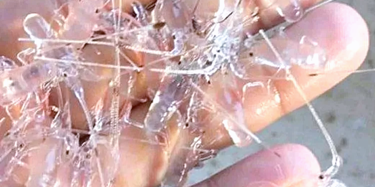 Polri Gagalkan Penyelundupan 350 Ribu Benih Lobster ke Singapura