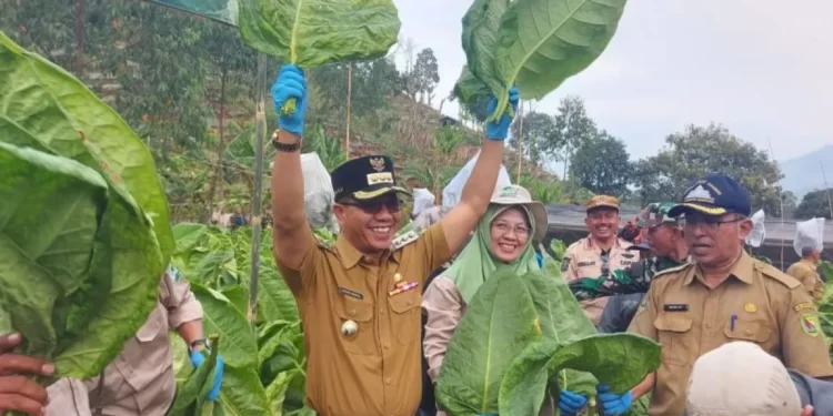 Tiga Varietas Tembakau di Kabupaten Bandung akan Jadi Unggulan