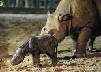 Seekor Badak Sumatera Berjenis Kelamin Betina Lahir di Taman Nasional Way Kambas