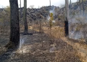 BKSDA Lakukan Patroli untuk Mendeteksi Kebakaran Hutan di Gunung Guntur Garut