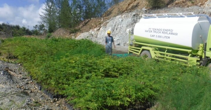 PT Tekindo Energi Hijaukan Kembali Area Reklamasi Pasca Tambang