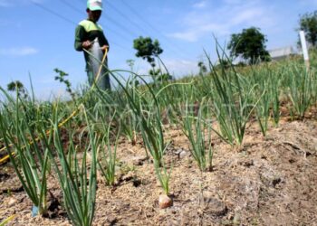 Bisnis Benih Hortikultura di Indonesia Miliki Prospek Menjanjikan