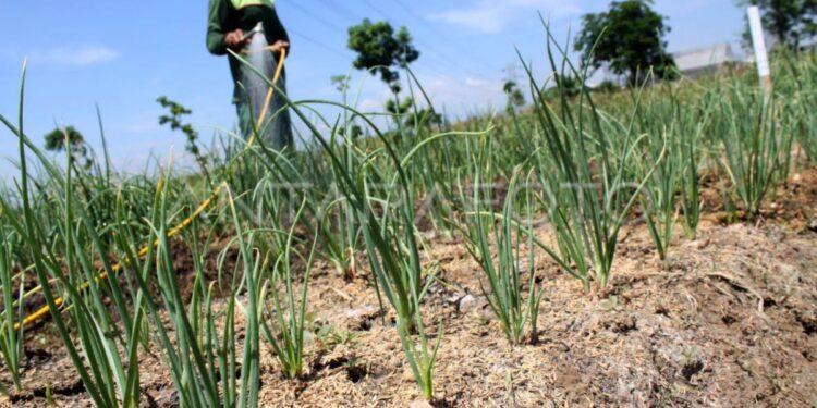 Bisnis Benih Hortikultura di Indonesia Miliki Prospek Menjanjikan