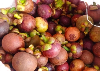 Buah Manggis Asal Lebak Berhasil Tembus Ekspor ke Pasar Mancanegara