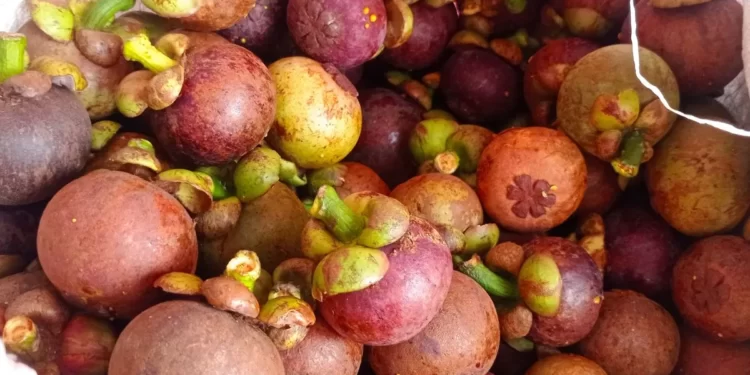 Buah Manggis Asal Lebak Berhasil Tembus Ekspor ke Pasar Mancanegara