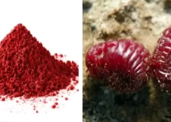 Produk Pewarna Karmin Aman untuk Dikonsumsi