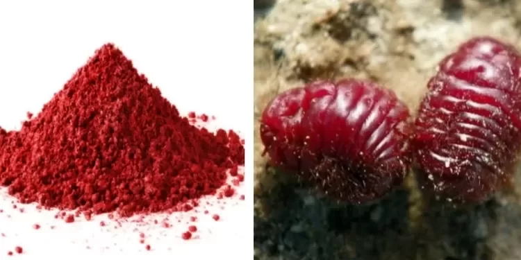 Produk Pewarna Karmin Aman untuk Dikonsumsi