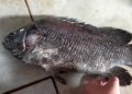 Ikan kakap hitam