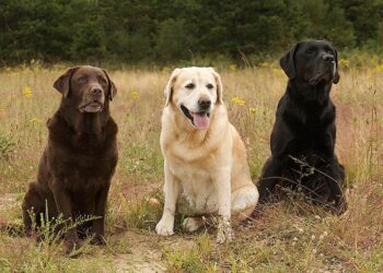 Jenis Anjing Pintar dan Manis untuk Dipelihara