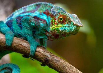 Panduan Lengkap Merawat Bunglon sebagai Hewan Peliharaan