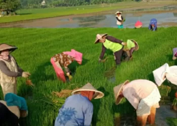 Petani Penggarap Jawa Barat Keluhkan Sulit untuk Mendapatkan Pupuk Subsidi