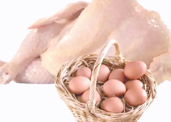 Pemerintah Salurkan Bantuan Pangan Telur dan Ayam untuk 1,4 Juta Keluarga Rentan Stunting