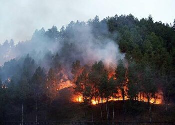 Ilustrasi kebakaran hutan