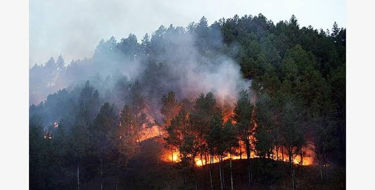 Ilustrasi kebakaran hutan