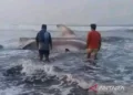Warga Pesisir Pantai Cianjur Temukan Hiu Paus Tutul Terdampar di Pantai, Begini Kondisinya