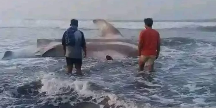 Warga Pesisir Pantai Cianjur Temukan Hiu Paus Tutul Terdampar di Pantai, Begini Kondisinya