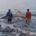 Warga Pesisir Pantai Cianjur Temukan Hiu Paus Tutul Terdampar di Pantai, Begini Kondisinya