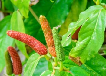 Cabai Jawa dan Ekstrak Kuda Laut dapat Tingkatkan Kesehatan Reproduksi Pria