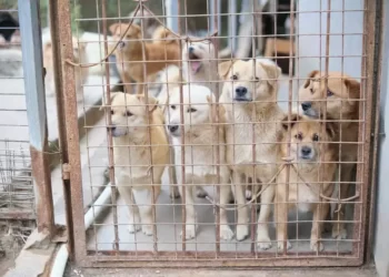 Demi Kesehatan, Pemkot Cirebon Larang Jualan Daging Anjing