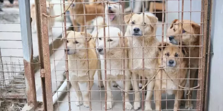 Demi Kesehatan, Pemkot Cirebon Larang Jualan Daging Anjing