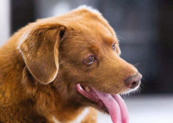 Anjing Tertua di Dunia Bobi, Meninggal di Usia 31 Tahun