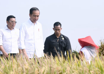 Plt Mentan Hadapi Setumpuk PR Jokowi, Beras dan Pupuk