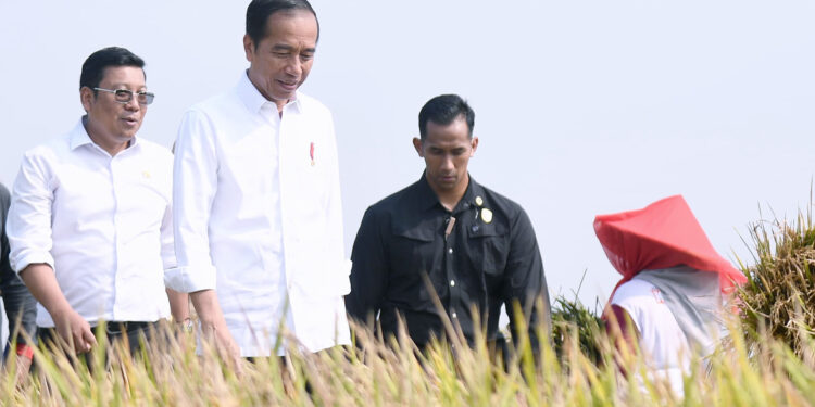 Plt Mentan Hadapi Setumpuk PR Jokowi, Beras dan Pupuk