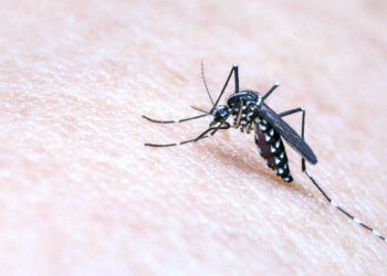 DBD Mengancam Kota Serang Banten, Dua Korban Meninggal Dunia