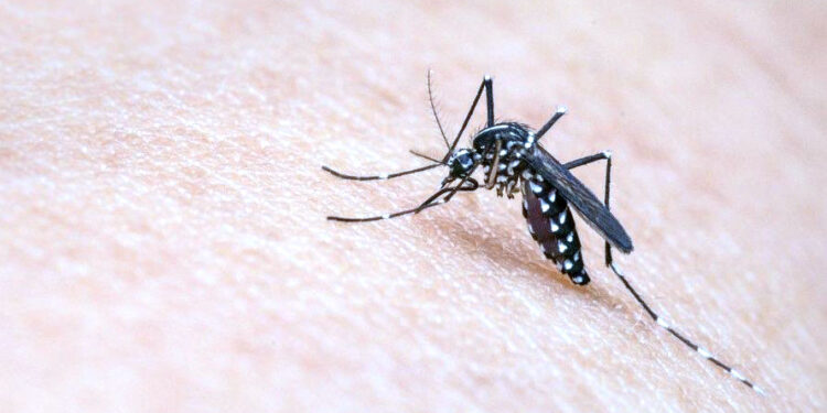 DBD Mengancam Kota Serang Banten, Dua Korban Meninggal Dunia