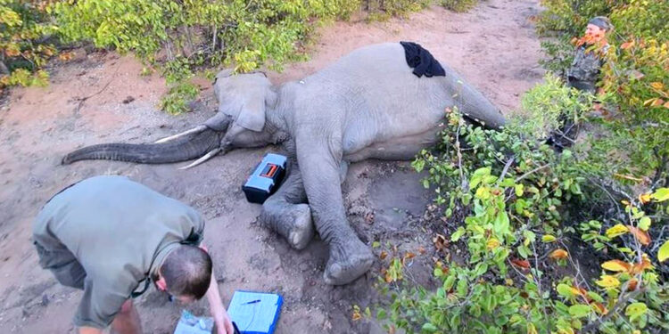 Penemuan Bakteri Mematikan Penyebab Kematian Ratusan Gajah Afrika