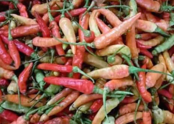 Kenaikan Harga Cabai di Tengah Penurunan Harga Pangan Lainnya