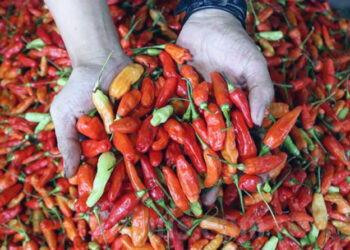 Harga Cabai Merah dan Rawit Melonjak di Awal Pekan