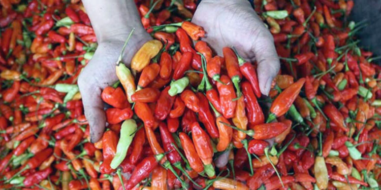 Harga Cabai Merah dan Rawit Melonjak di Awal Pekan