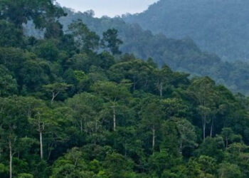 199 Titik Panas Ancam Kebakaran Hutan di Kalimantan Timur