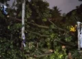 Angin Kencang Sebabkan Pohon Tumbang di Bogor