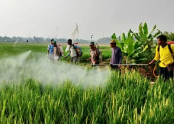 642 Hektare Area Sawah di Karawang Diserang Hama