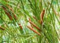 Tanaman lembang (Typha angustifolia)