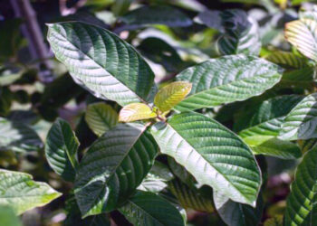 Amerika Serikat Mendominasi Ekspor Kratom Indonesia