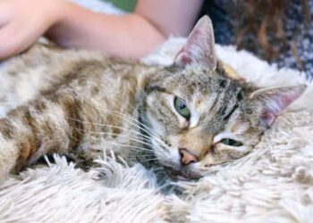 Kucing Bella Pecahkan Rekor Dengkuran Terkeras di Dunia