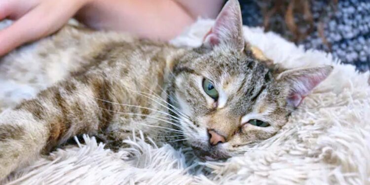 Kucing Bella Pecahkan Rekor Dengkuran Terkeras di Dunia