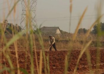 BRIN sarankan Kurangi Produktifitas Padi hingga 50 Persen akibat Perubahan Iklim