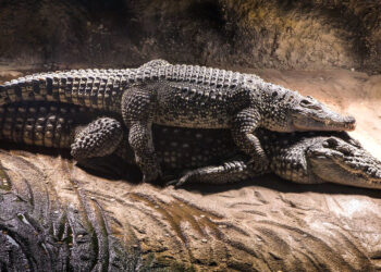 Pakar Menjadi Saksi 'Pesta Seks' Aneh Buaya Air Asin Queensland