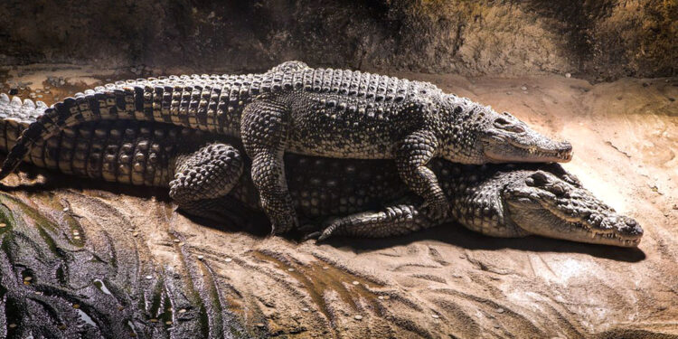 Pakar Menjadi Saksi 'Pesta Seks' Aneh Buaya Air Asin Queensland