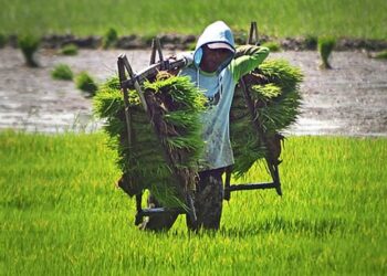 Kementan Bangun Sistem Benih dengan Target 35 Juta Ton Beras