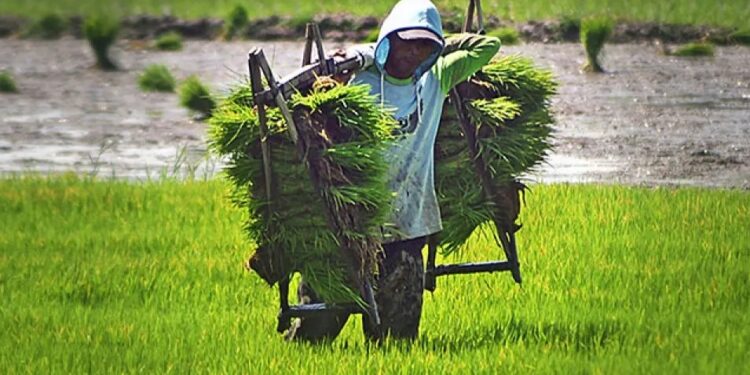 Kementan Bangun Sistem Benih dengan Target 35 Juta Ton Beras