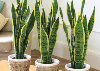 Dosen FMIPA UI Sarankan Tanam Pohon Hias untuk Atasi Cuaca Ekstrem